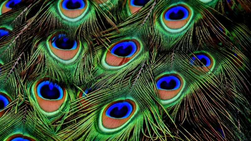 Niezwykła magia folii chameleon: wszystko, co musisz wiedzieć!
